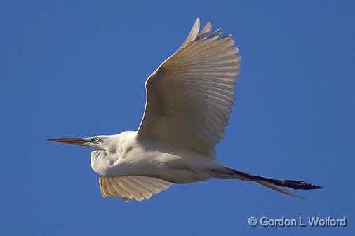 Egret In Flight_45544.jpg - Great Egret (Ardea alba) in breeding plumage leaving the rookeryPhotographed at Lake Martin near Breaux Bridge, Louisiana, USA.